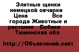 Элитные щенки немецкой овчарки › Цена ­ 30 000 - Все города Животные и растения » Собаки   . Тюменская обл.